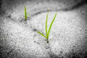 Grass